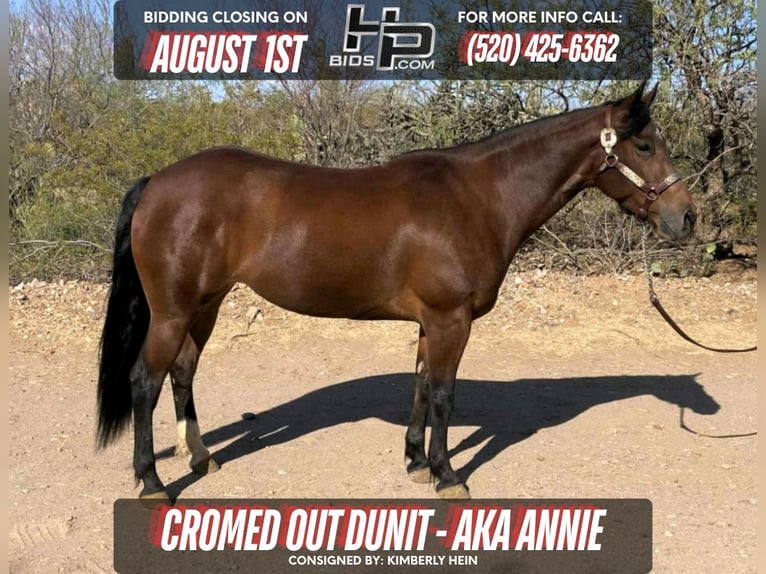 American Quarter Horse Merrie 6 Jaar 145 cm Roodbruin in Sahuarita, AZ