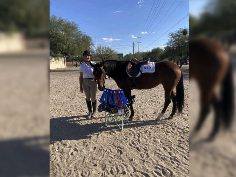 American Quarter Horse Merrie 6 Jaar 145 cm Roodbruin in Sahuarita, AZ
