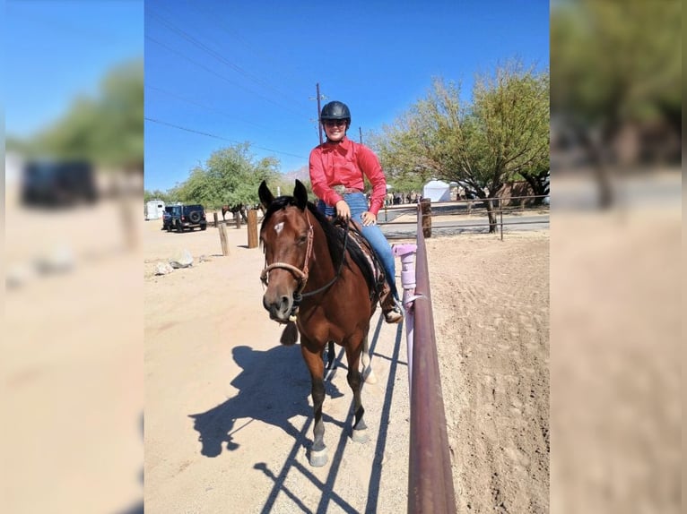 American Quarter Horse Merrie 6 Jaar 145 cm Roodbruin in Sahuarita, AZ