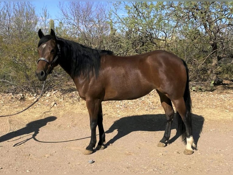 American Quarter Horse Merrie 6 Jaar 145 cm Roodbruin in Sahuarita, AZ