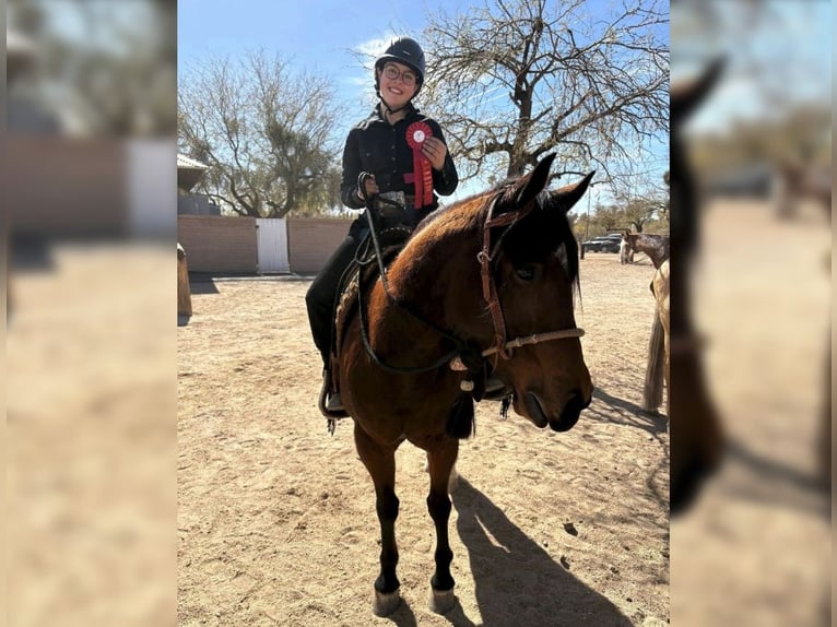 American Quarter Horse Merrie 6 Jaar 145 cm Roodbruin in Sahuarita, AZ
