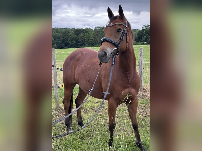 American Quarter Horse Mix Merrie 6 Jaar 147 cm Bruin in Unna
