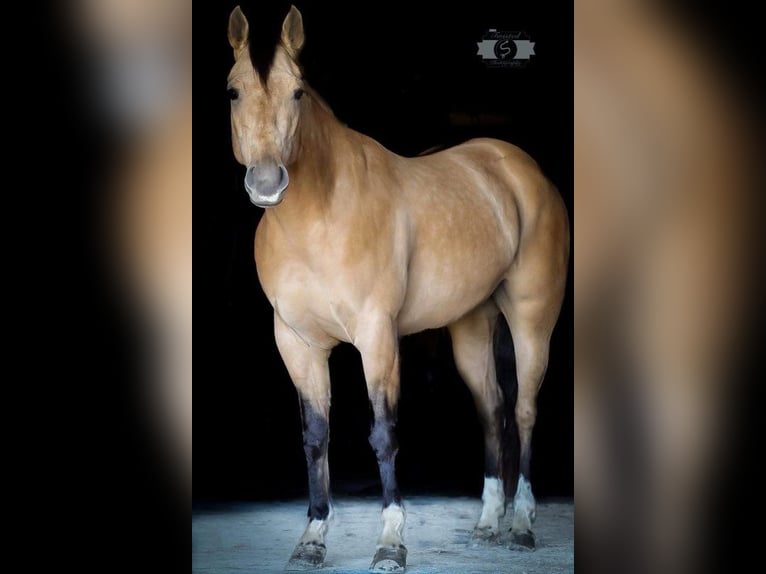 American Quarter Horse Merrie 6 Jaar 147 cm Buckskin in Sonora KY