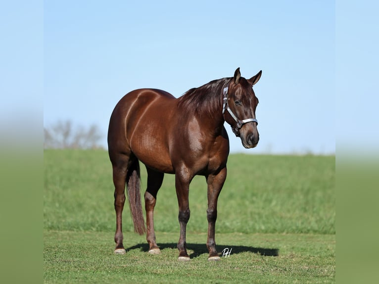 American Quarter Horse Merrie 6 Jaar 147 cm Donkere-vos in Buffalo