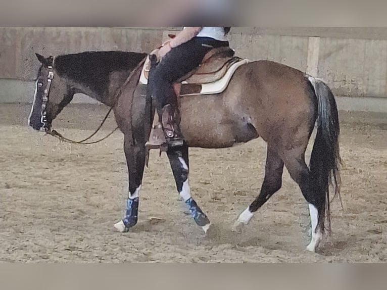 American Quarter Horse Merrie 6 Jaar 147 cm Gevlekt-paard in Burladingen