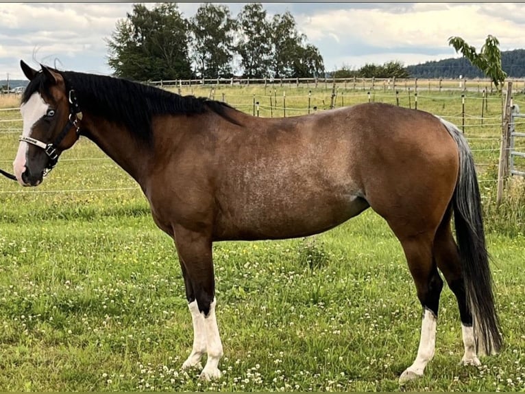 American Quarter Horse Merrie 6 Jaar 147 cm Gevlekt-paard in Burladingen