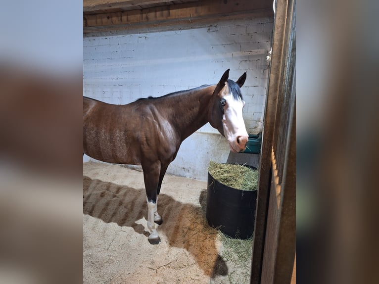 American Quarter Horse Merrie 6 Jaar 147 cm Gevlekt-paard in Burladingen