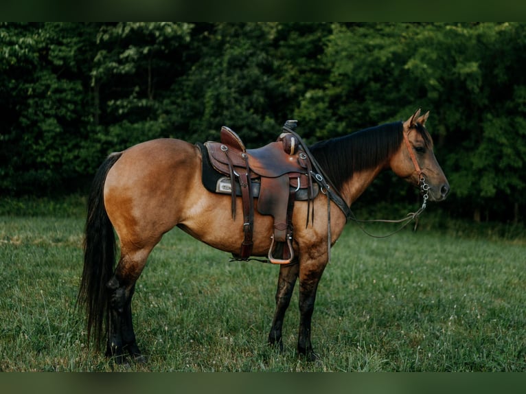 American Quarter Horse Merrie 6 Jaar 147 cm Grullo in Vandalia, IL