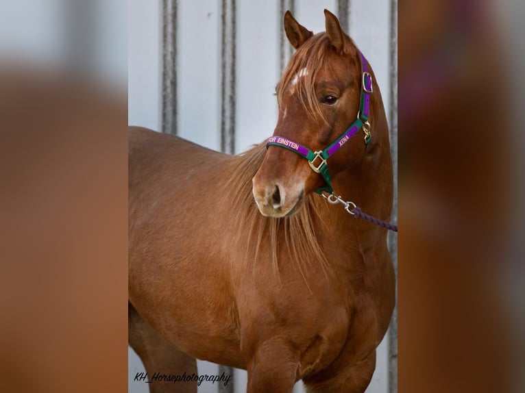 American Quarter Horse Merrie 6 Jaar 147 cm Red Dun in Travelsjö