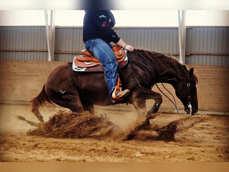 American Quarter Horse Merrie 6 Jaar 147 cm Red Dun in Travelsjö