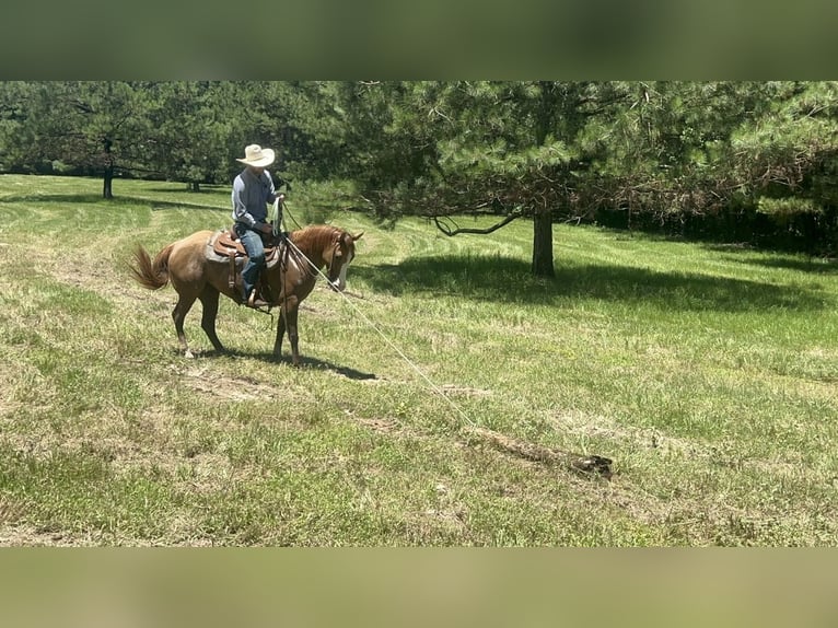 American Quarter Horse Merrie 6 Jaar 147 cm Red Dun in Bloomburg, TX