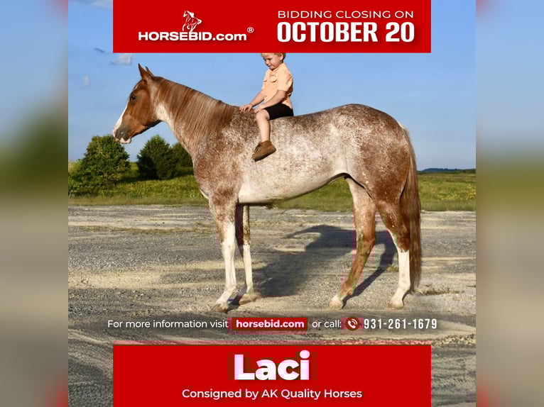 American Quarter Horse Merrie 6 Jaar 147 cm Roan-Red in Pikeville