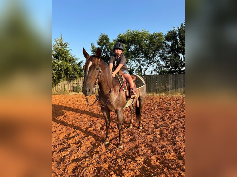 American Quarter Horse Merrie 6 Jaar 147 cm Roan-Red in Whitesboro, TX