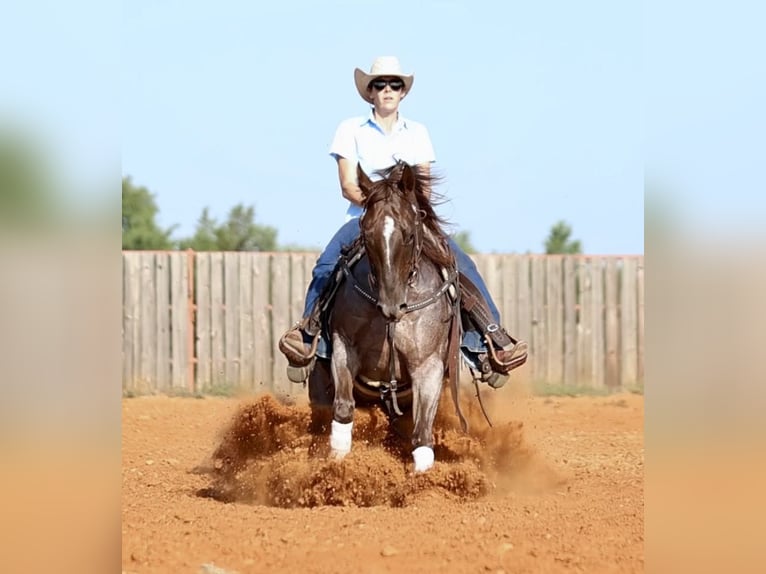 American Quarter Horse Merrie 6 Jaar 147 cm Roan-Red in Whitesboro, TX