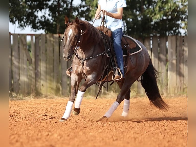 American Quarter Horse Merrie 6 Jaar 147 cm Roan-Red in Whitesboro, TX