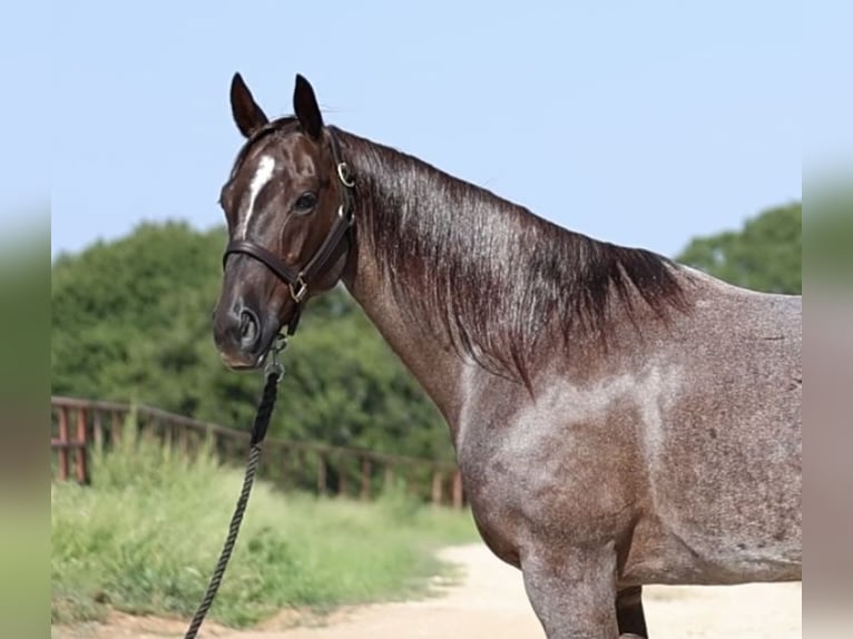 American Quarter Horse Merrie 6 Jaar 147 cm Roan-Red in Whitesboro, TX