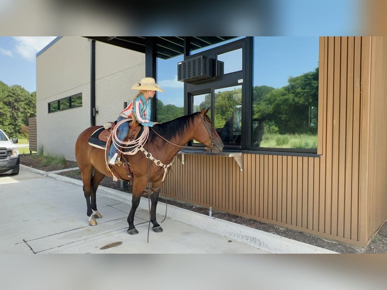 American Quarter Horse Merrie 6 Jaar 147 cm Roodbruin in Bloomburg