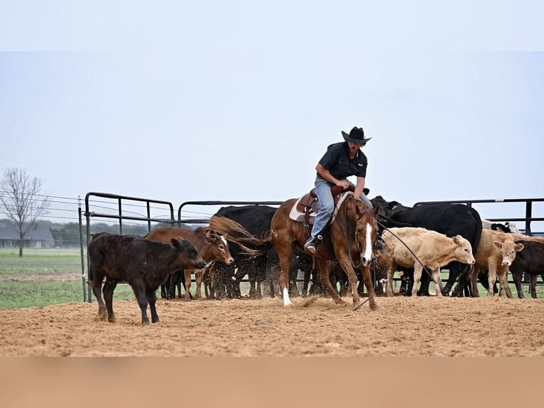American Quarter Horse Merrie 6 Jaar 147 cm Roodvos in Waco
