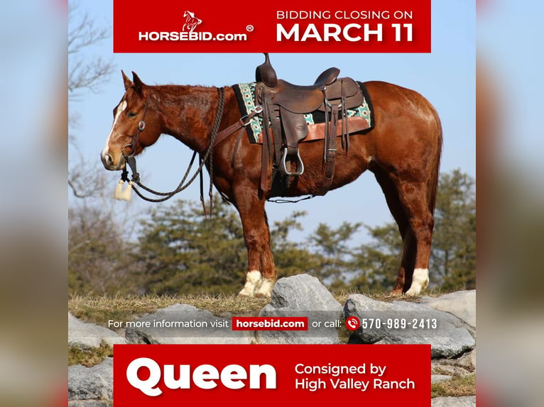 American Quarter Horse Merrie 6 Jaar 147 cm Roodvos in Allenwood, PA