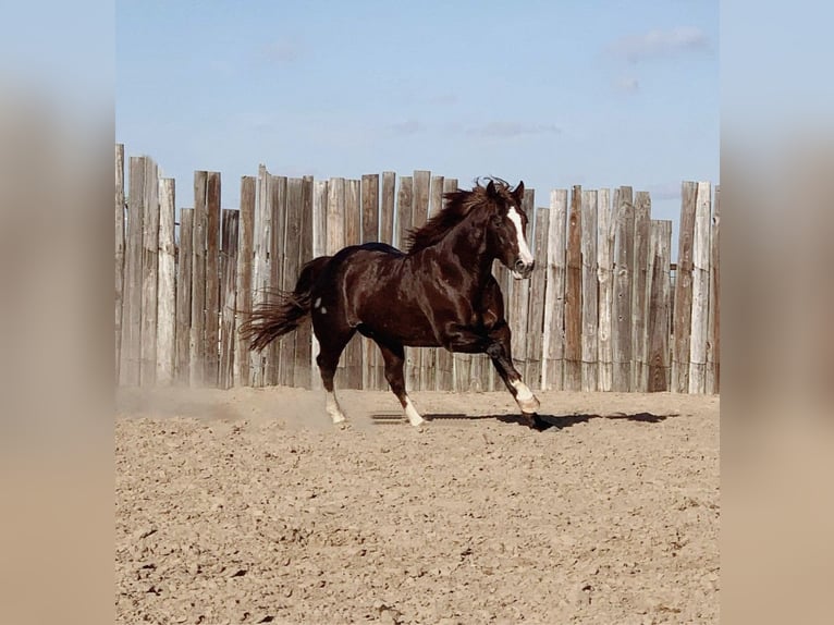 American Quarter Horse Merrie 6 Jaar 147 cm Roodvos in Kaufman