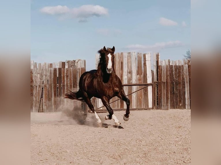 American Quarter Horse Merrie 6 Jaar 147 cm Roodvos in Kaufman