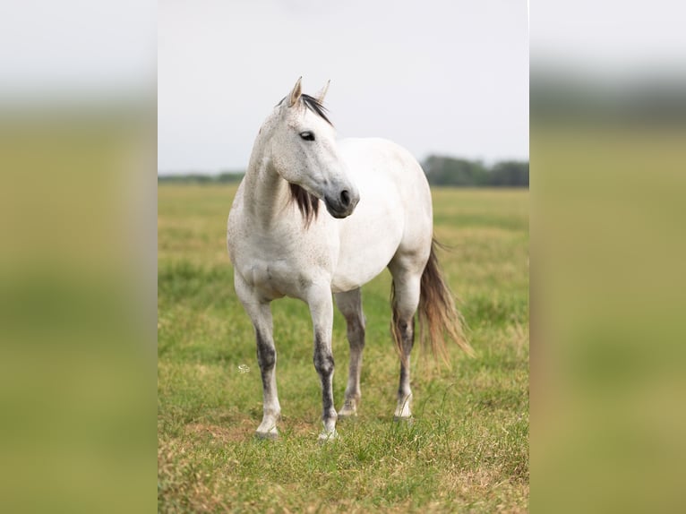 American Quarter Horse Merrie 6 Jaar 147 cm Schimmel in Dublin