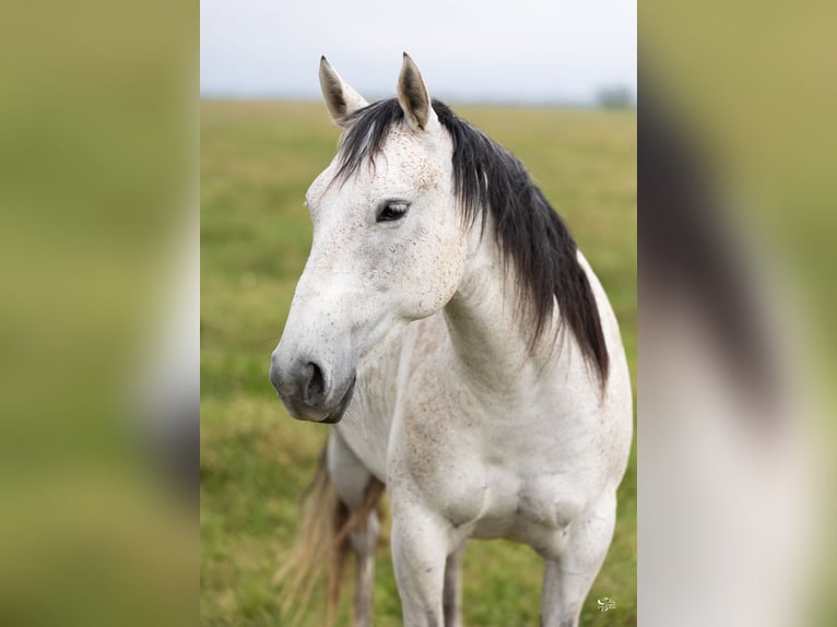 American Quarter Horse Merrie 6 Jaar 147 cm Schimmel in Dublin