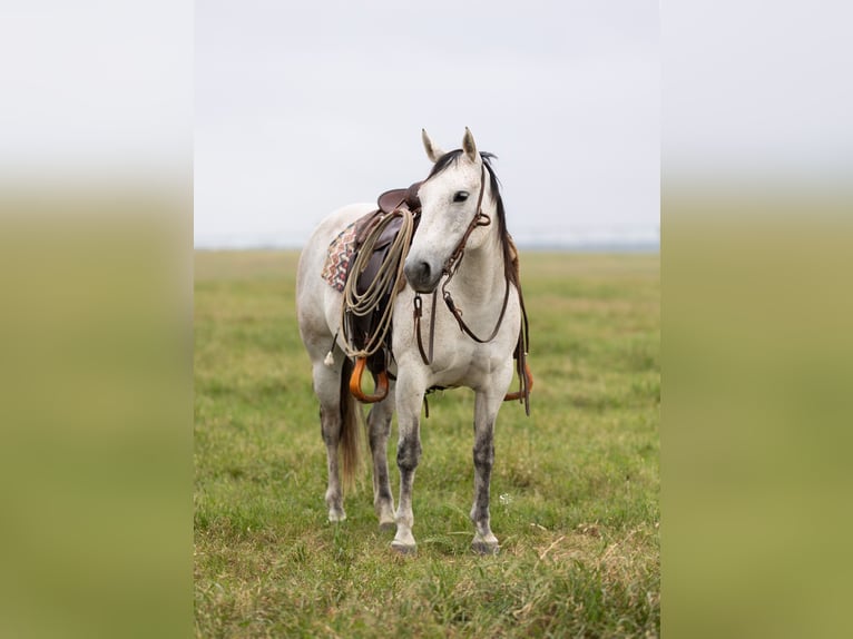 American Quarter Horse Merrie 6 Jaar 147 cm Schimmel in Dublin