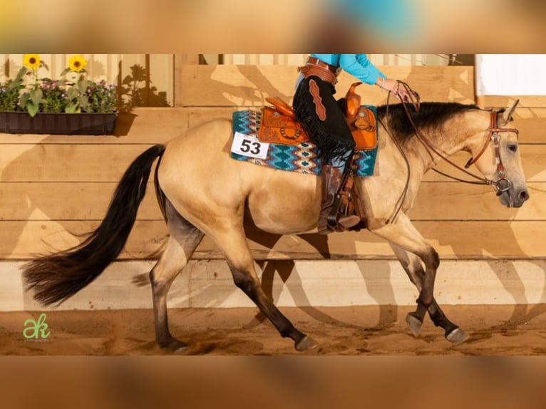 American Quarter Horse Merrie 6 Jaar 148 cm Falbe in Greifenstein