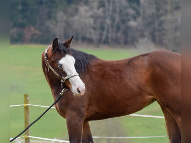 American Quarter Horse Merrie 6 Jaar 150 cm Brauner in Steinen