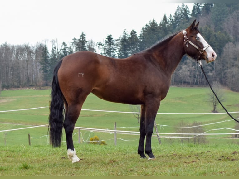 American Quarter Horse Merrie 6 Jaar 150 cm Bruin in Steinen