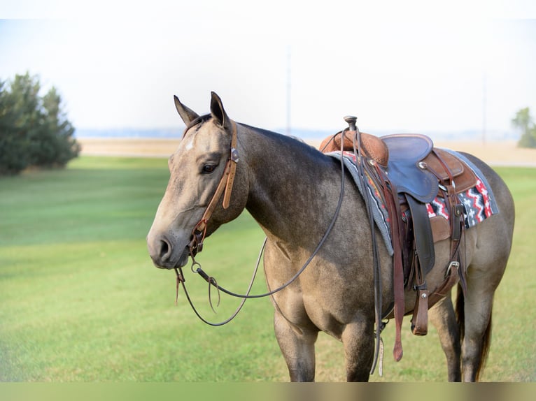 American Quarter Horse Merrie 6 Jaar 150 cm Buckskin in Cannon Falls