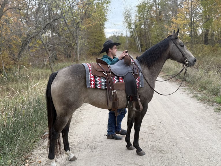 American Quarter Horse Merrie 6 Jaar 150 cm Buckskin in Cannon Falls