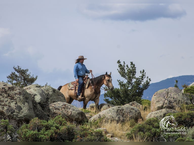 American Quarter Horse Merrie 6 Jaar 150 cm Buckskin in Cody