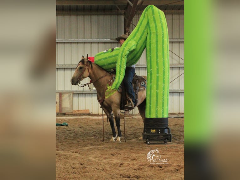 American Quarter Horse Merrie 6 Jaar 150 cm Buckskin in Cody