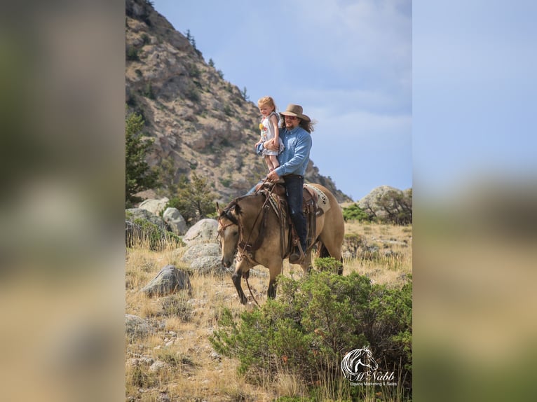 American Quarter Horse Merrie 6 Jaar 150 cm Buckskin in Cody