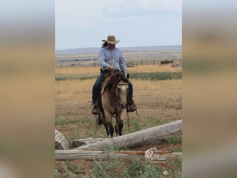 American Quarter Horse Merrie 6 Jaar 150 cm Buckskin in Cody