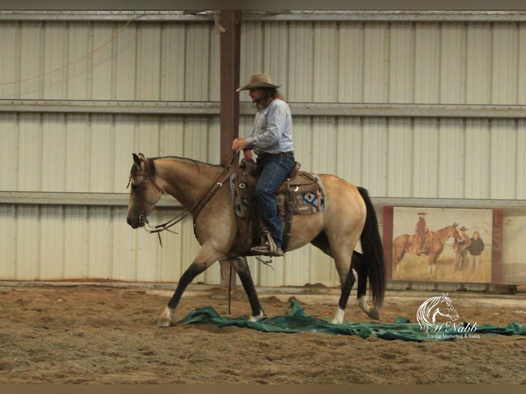 American Quarter Horse Merrie 6 Jaar 150 cm Buckskin in Cody