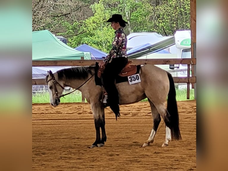 American Quarter Horse Merrie 6 Jaar 150 cm Buckskin in Harth-Pöllnitz