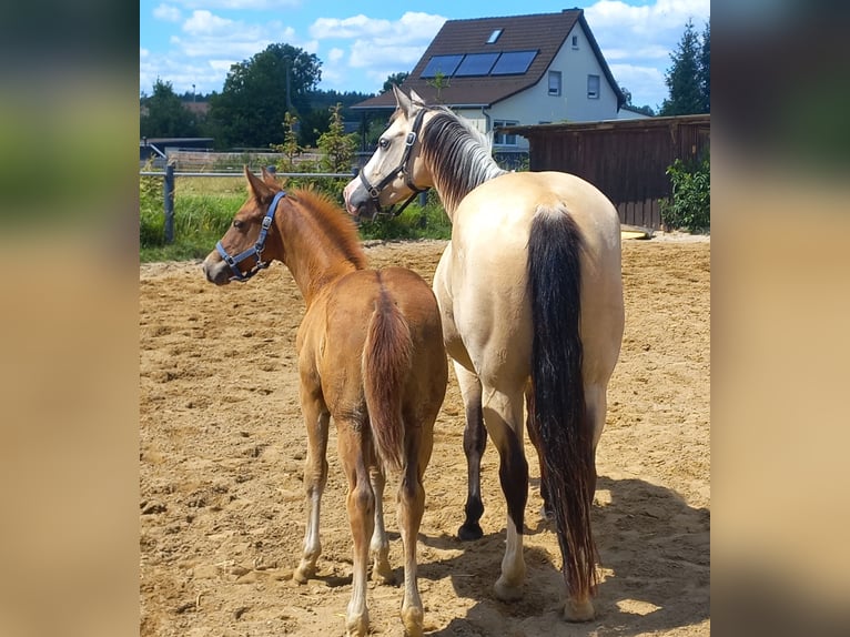 American Quarter Horse Merrie 6 Jaar 150 cm Buckskin in Harth-Pöllnitz