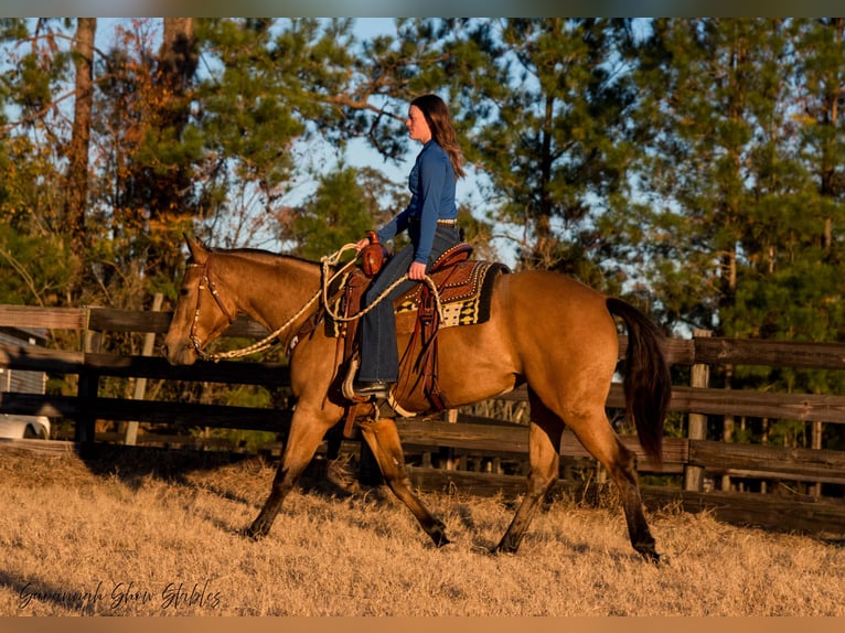 American Quarter Horse Merrie 6 Jaar 150 cm Buckskin in Ocala, FL