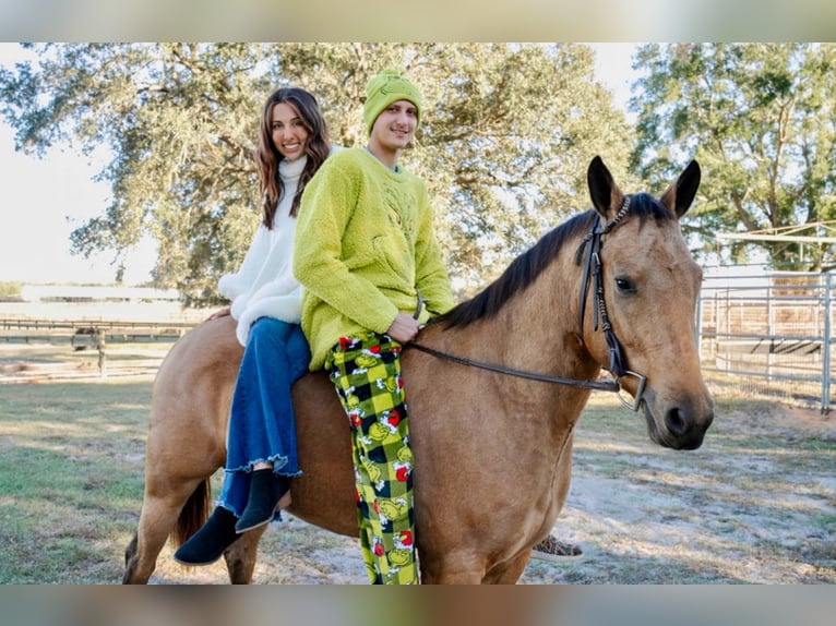 American Quarter Horse Merrie 6 Jaar 150 cm Buckskin in Ocala, FL