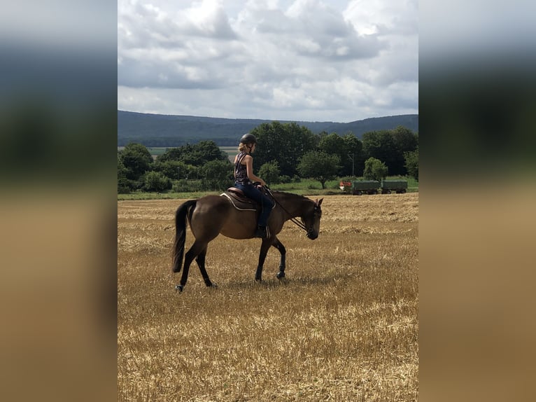 American Quarter Horse Merrie 6 Jaar 150 cm Buckskin in Springe