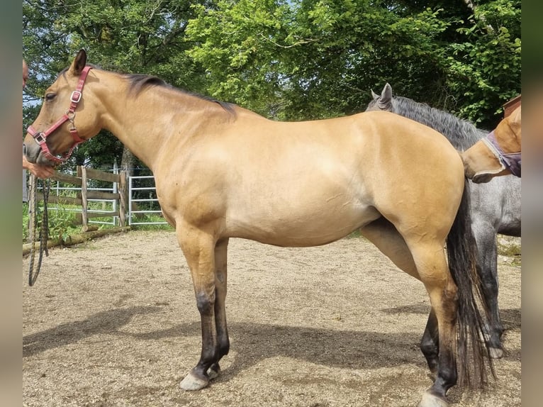 American Quarter Horse Merrie 6 Jaar 150 cm Buckskin in Olang