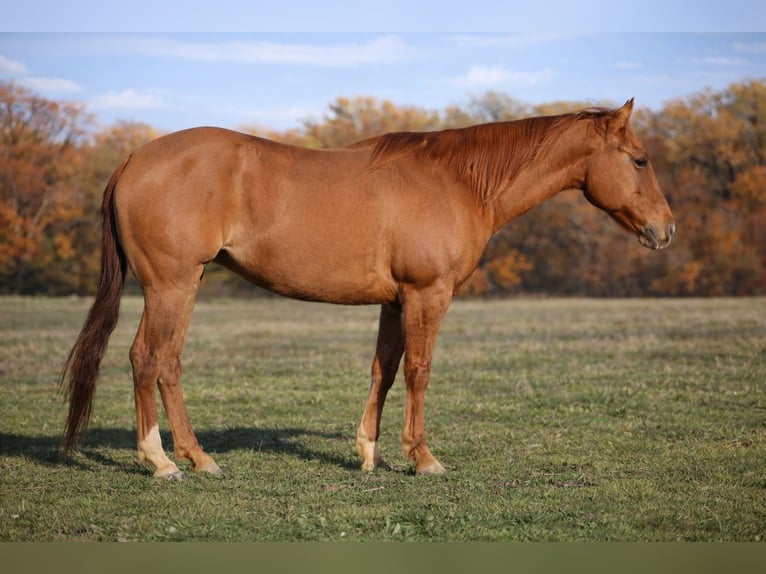 American Quarter Horse Merrie 6 Jaar 150 cm Falbe in Greenville