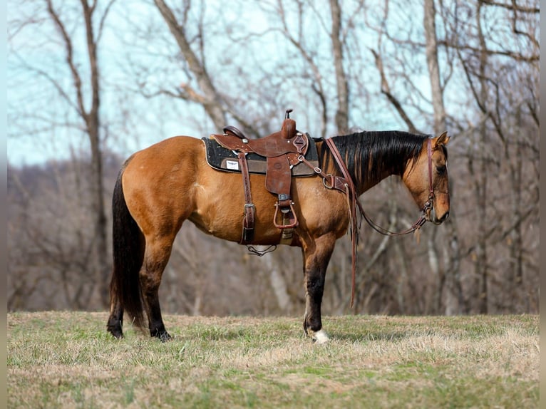 American Quarter Horse Merrie 6 Jaar 150 cm Falbe in Santa Fe
