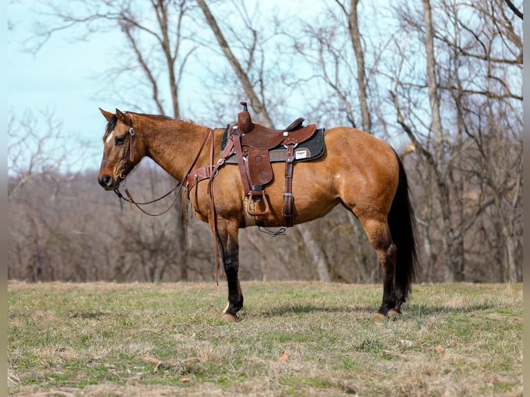 American Quarter Horse Merrie 6 Jaar 150 cm Falbe in Santa Fe