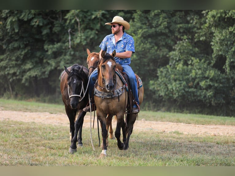 American Quarter Horse Merrie 6 Jaar 150 cm Falbe in Santa Fe