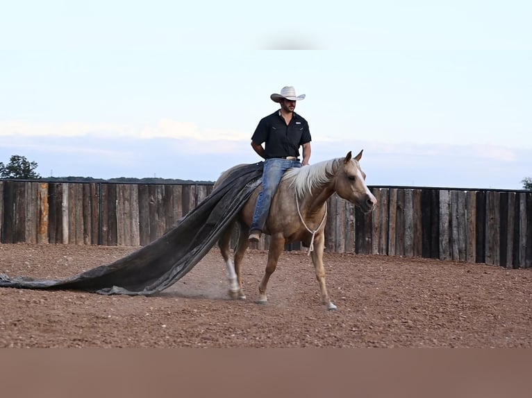 American Quarter Horse Merrie 6 Jaar 150 cm Palomino in Waco