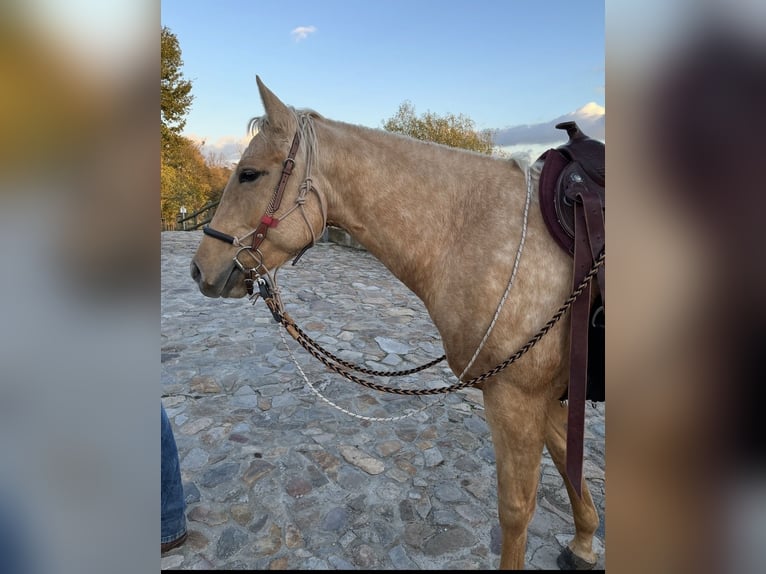 American Quarter Horse Merrie 6 Jaar 150 cm Palomino in Burg